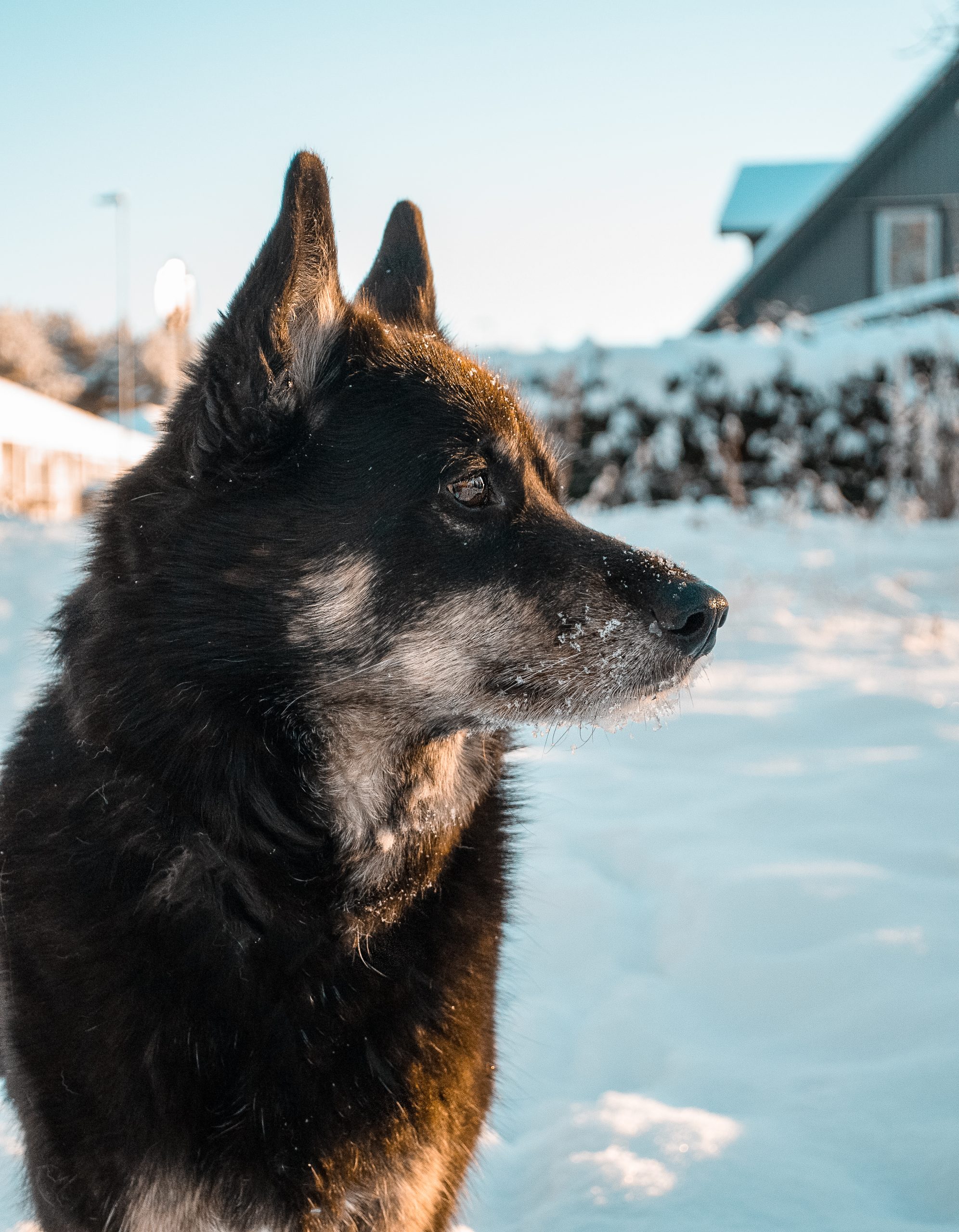 Home Reactive Dog Gear