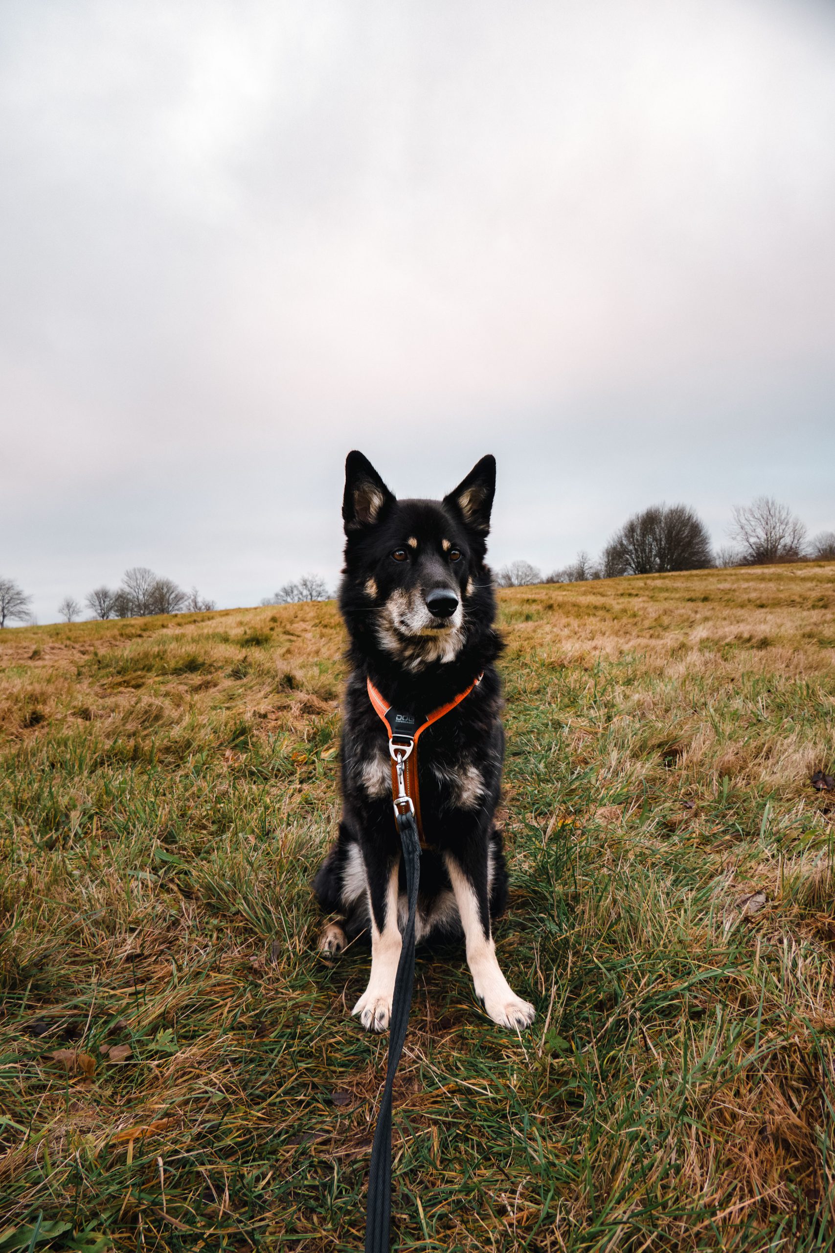 a black and tan dog sitting on a field with a moody vibe